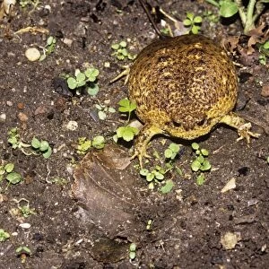 Cape Rain Frog - inflated to avoid predator