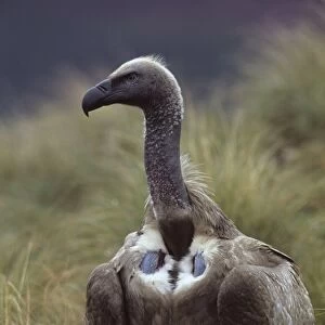 Cape Vulture - On ground - South Africa - IUCN Vulnerable -Centered on Lesotho and South Africa - Live in open grassland- karooid vegetation and in the proximity of mountains for orographic lift and cliffs for roosting