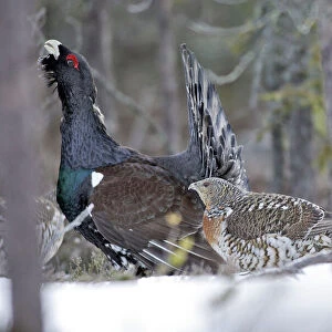 Capercaillie - male displaying to female in snow - courtship. Kuhmo - Finland