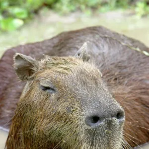 Capybara - in water. Ilanos, Venezuela