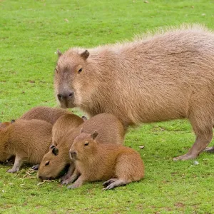 Capybara with Young Print - Hydrochoerus hydrochaeris Capybara with Young Print - Hydrochoerus hydrochaeris