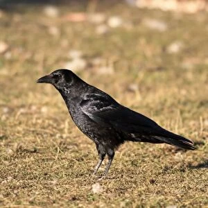 Carrion Crow. Pyrenees - Spain