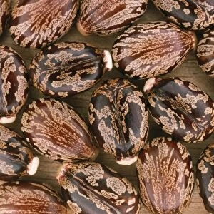 Castor Oil Seeds JLMO 1338 Ricinus communis © John Mason / ARDEA LONDON