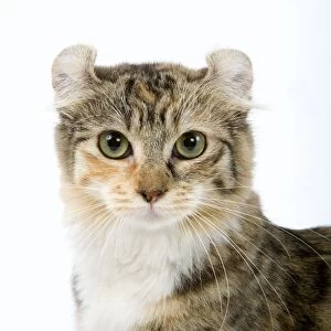 Cat- American Curl - Brown tortie blotched tabby & white