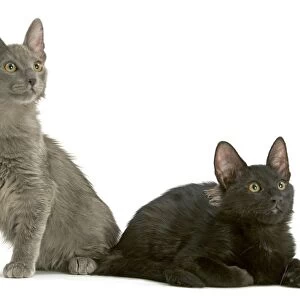 CAT - Angora Turkish, two kittens