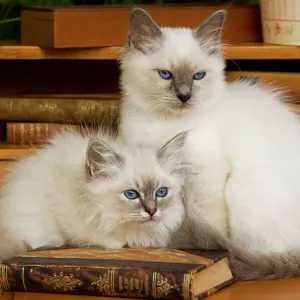 Gato - dos gatitos birmanos Gato - dos gatitos birmanos