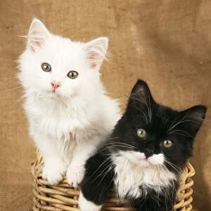 Cat - Black & White Kittens in a basket