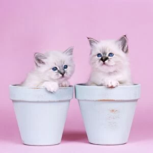 Cat - Blue Tabby Birman and Seal Tabby Birman Kittens in flowerpots