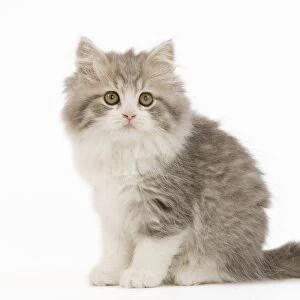 Cat - British longhair - 8 week old kitten