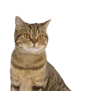 British Shorthair Brown Tabby Cat in Studio. Art Prints from