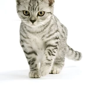 Cat - British shorthair - silver tabby spotted in studio - kitten