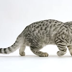 Cat - British Shorthair, silver tabby spotted kitten