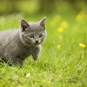 Cat - Chartreux kitten stalking