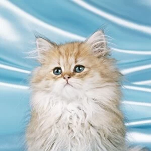 CAT - Chinchilla kitten