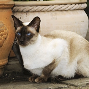 CAT. Chocolate point siamese cat sitting in front of flower pots