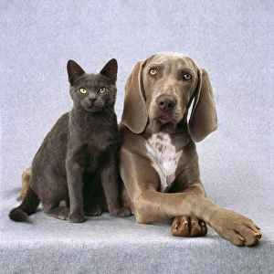 Cat & Dog Weimaraner Dog & Blue Cat Digital Manipulation: removed creases in background