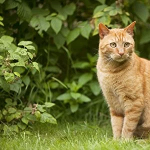 Cat - Ginger cat sitting in garden