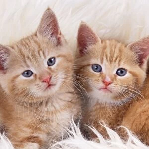 CAT - ginger kittens, two on rug