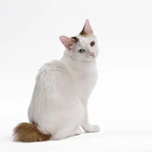 Cat - Japanese Bobtail in studio - different colour eyes