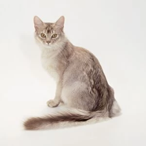 Cat JD 14559 Somali - Chocolate Silver, Kitten © John Daniels / ARDEA LONDON