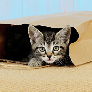 Cat. Kitten in paper bag