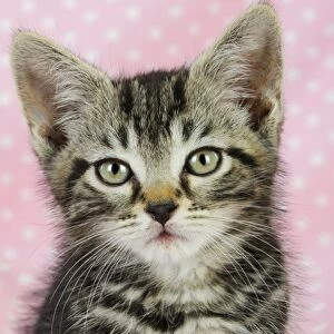 Cat - Kitten on pink background