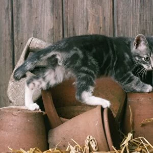 Cat Kitten in a potting shed