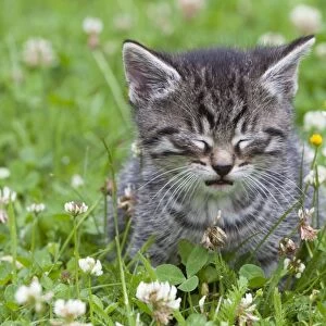 Cat - kitten taking a nap in garden - Lower Saxony - Germany