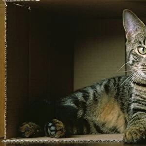 Cat - lying down in cardboard box