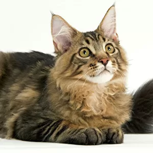 Cats (Domestic) Fine Art Print Collection: Maine Coon