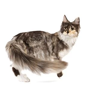 Cat- Maine Coon - 7 month old Black tortie smoke & white in studio