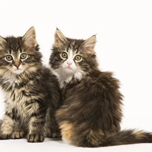Cat - Norwegian Forest kittens two in studio