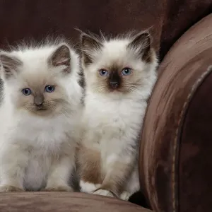 Cat - two Ragdoll kittens