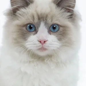 Ragdoll Cat Studio Print LA-8323 Ragdoll Cat Studio Print LA-8323
