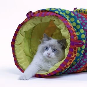 Cat - Ragdoll in studio in play tunnel