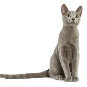Russian Blue Cat Print LA-5454 Russian Blue Cat Print LA-5454