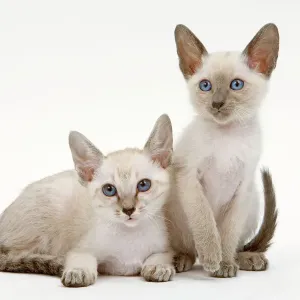 Chat - Siamois - deux chatons en studio. Chat - Siamois - deux chatons en studio.