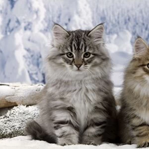 Cat - Siberian Kittens - in snow