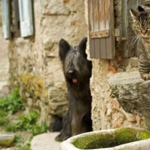 Cat - sitting on windowsill being watch by dog