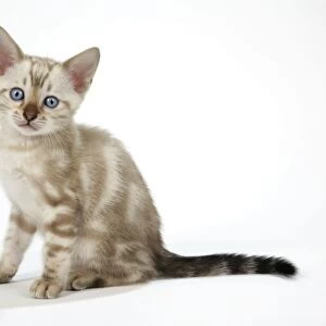CAT. Snow Marble blue-eyed Bengal kitten - 6 weeks old