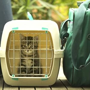 CAT - Tabby Kitten in cat basket