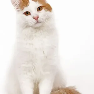Turkish Van Cat Print LA-6912