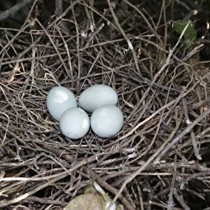 Cattle Egret - eggs in nest. Venezuela
