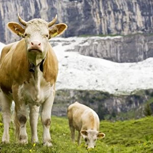 Cattle grazing high in the Swiss Alps near Wengen, Switzerland