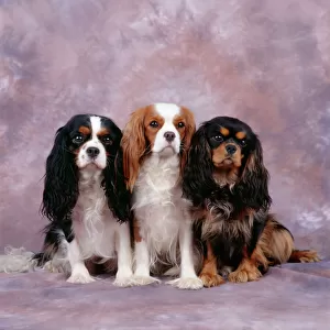Toy Poster Print Collection: King Charles Spaniel
