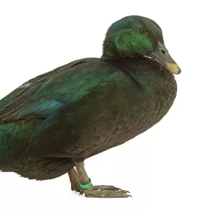 Ducks Collection: Cayuga Duck
