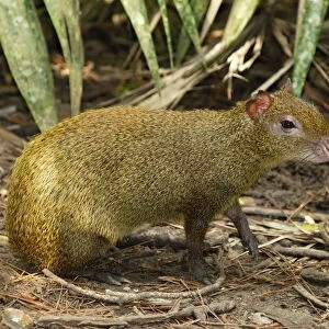 Dasyproctidae Greetings Card Collection: Central American Agouti
