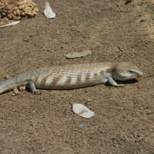 Centralian Blue Tongue Skink - Somewhat aggressive and when threatened will thrust out its blue tongue and adjust its posture to appear larger and more formidable