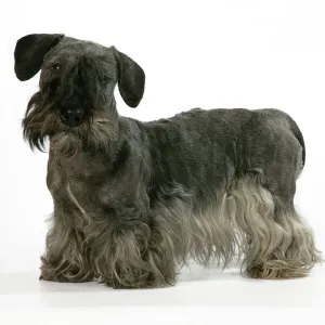 Terrier Collection: Cesky Terrier