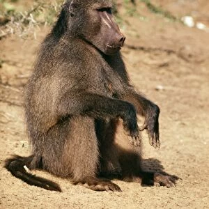 Chacma Baboon Natal, South Africa